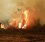 Incendios forestales: un delito que no para