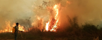 Incendios forestales: un delito que no para