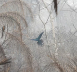 Alivio para Bolivia: por las lluvias, los incendios se redujeron un 70% en Santa Cruz, la región más afectada