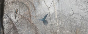 Alivio para Bolivia: por las lluvias, los incendios se redujeron un 70% en Santa Cruz, la región más afectada