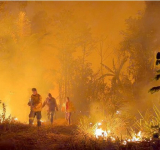 Controlar las plantas secas y eliminar las quemas