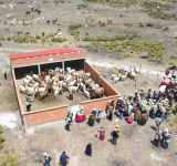 Productividad de carne y fibra de camélidos mejora en Bolivia y se abre la puerta a su industrialización 