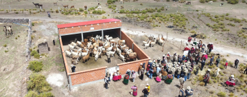 Productividad de carne y fibra de camélidos mejora en Bolivia y se abre la puerta a su industrialización 