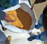 En golpe al contrabando Patrulla Militar comisa alimentos en Bs 100.000