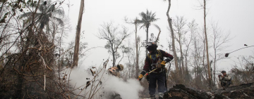 Quemando el alma: Día del árbol