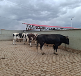 CEO comisa 10 cabezas de ganado vacuno valuado en Bs150.000