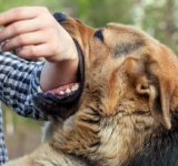 Residente de Camiri fallece con rabia humana, alistan campaña de vacunación de mascotas