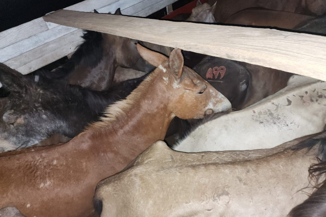 Militares comisan 50 cabezas de ganado y 8 minibuses con contrabando 