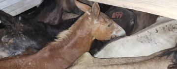 Militares comisan 50 cabezas de ganado y 8 minibuses con contrabando 