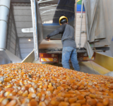 Emapa entrega 91.000 toneladas de maíz a pecuarios y asegura que el precio del pollo tiende a regularizarse