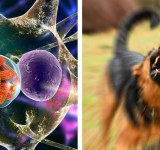 Sucre: Niño que padece de rabia humana enfrenta deterioro neurológico y se agrava