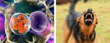 Sucre: Niño que padece de rabia humana enfrenta deterioro neurológico y se agrava