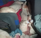 Militares comisan 800 kgr de carne porcina de contrabando al Perú 