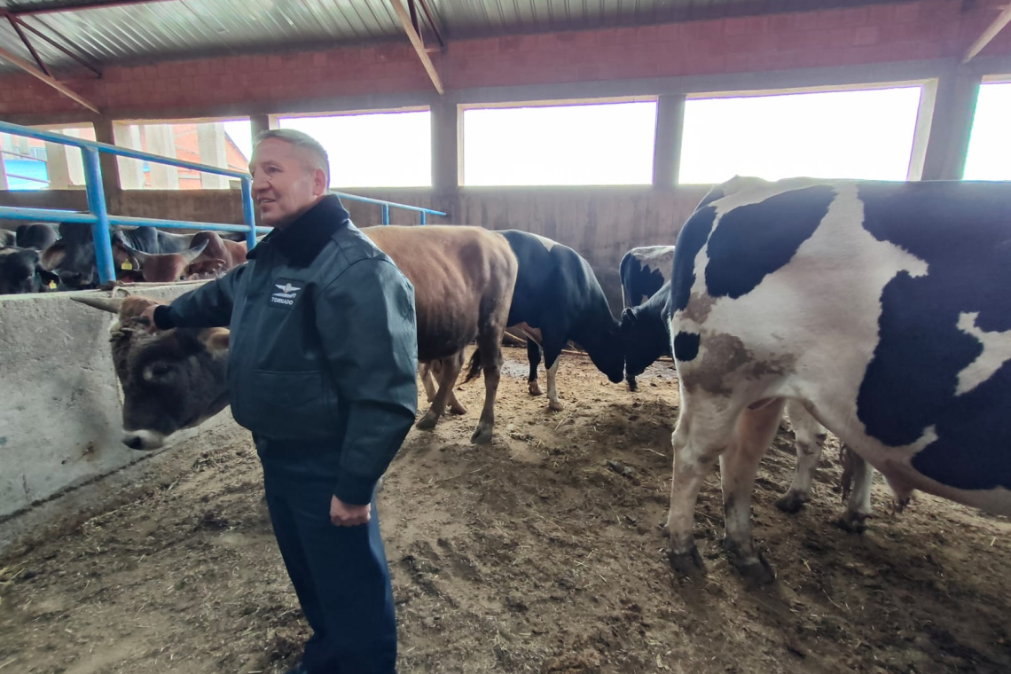 Comisan 38 cabezas de ganado en pie de exportación valuadas en Bs500.000