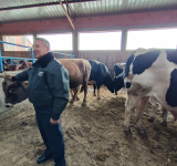 Comisan 38 cabezas de ganado en pie de exportación valuadas en Bs500.000