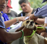 Salud recomienda medidas para prevenir casos de rabia en el país