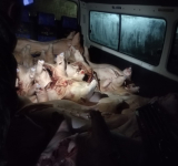 En frontera con Perú comisan 3.000 kilos de carne de cerdo y 220 sacos de yuca