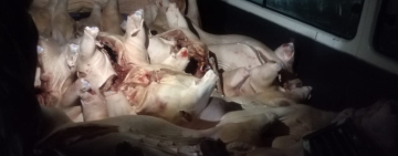 En frontera con Perú comisan 3.000 kilos de carne de cerdo y 220 sacos de yuca