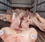 Decomisaran carne de cerdo si el kilo supera los Bs38