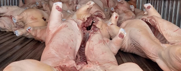 Decomisaran carne de cerdo si el kilo supera los Bs38