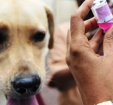 Cochabamba reporta el primer caso de rabia canina del año y activa control epidemiológico 