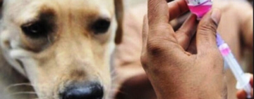 Cochabamba reporta el primer caso de rabia canina del año y activa control epidemiológico 