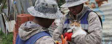  Navales salvan vidas, rescatan mascotas y recuperan bienes en Palca
