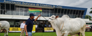 Gestionan habilitación sanitaria de carne de res boliviana para exportación a Chile