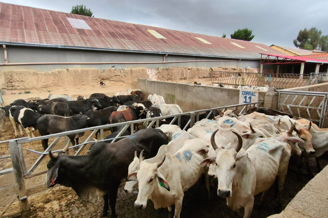 Militares comisan 25 cabezas de ganado en pie de exportación valuadas en Bs350.000