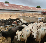 Militares comisan 25 cabezas de ganado en pie de exportación valuadas en Bs350.000