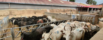 Militares comisan 25 cabezas de ganado en pie de exportación valuadas en Bs350.000