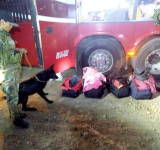 El Can “Tango” detecta y malogra tráfico de marihuana a Chile