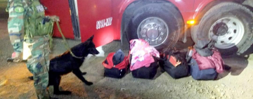 El Can “Tango” detecta y malogra tráfico de marihuana a Chile