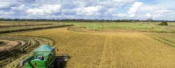 YPFB provee a arroceros de colonia japonesa 2.000 TM de urea para campaña agrícola