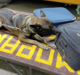 La can “Silvia” de K-9 detecta más de 42 kilos de marihuana 