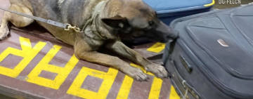 La can “Silvia” de K-9 detecta más de 42 kilos de marihuana 