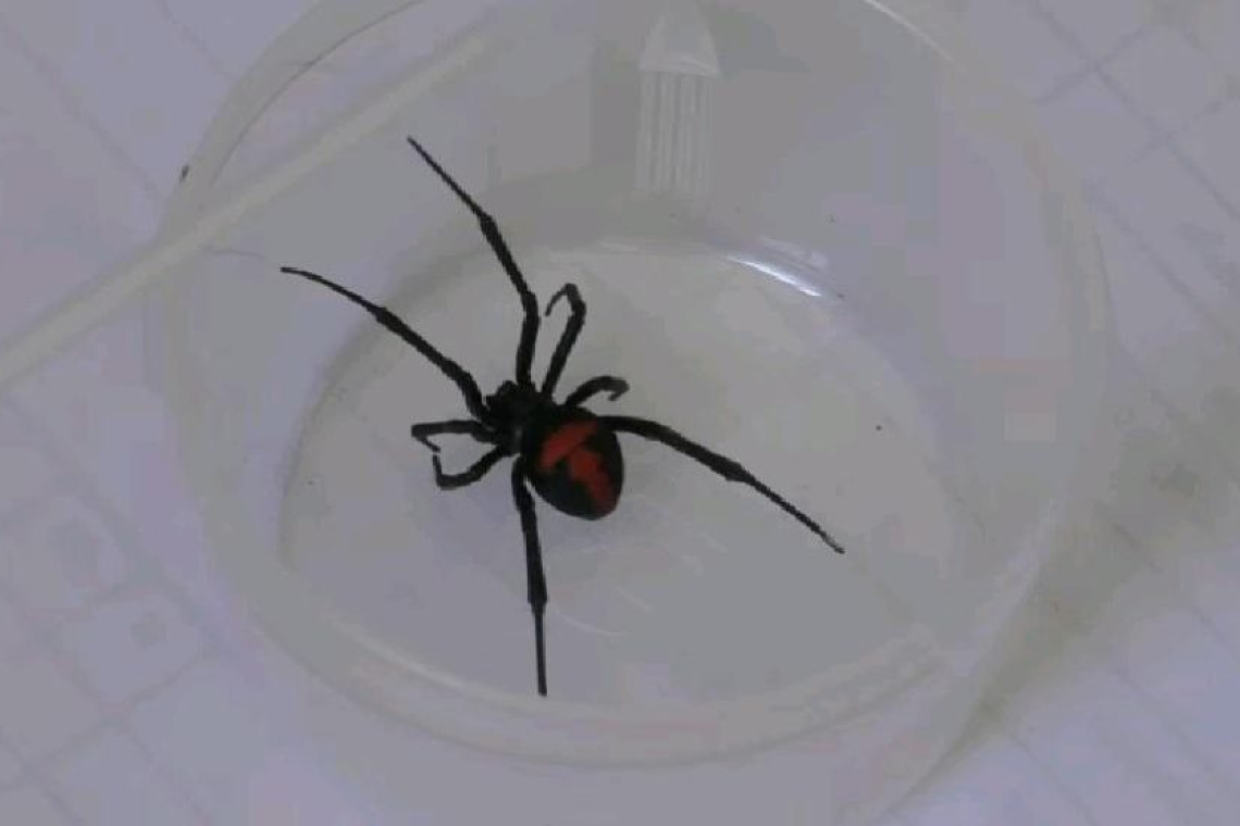 Oruro reporta 25 casos de picaduras de araña viuda negra en lo que va de 2025