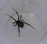 Oruro reporta 25 casos de picaduras de araña viuda negra en lo que va de 2025