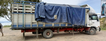 Navales comisan dos camiones con 28 cabezas de ganado equino