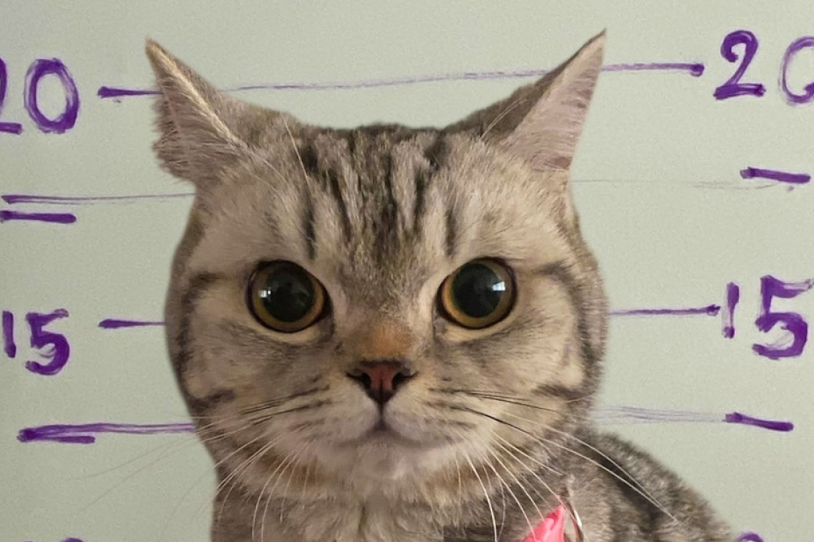 Entre rejas por morder a policías: cómo una gata se libró del arresto en Tailandia