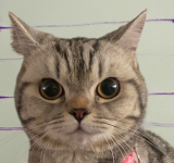 Entre rejas por morder a policías: cómo una gata se libró del arresto en Tailandia