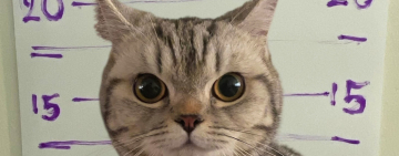 Entre rejas por morder a policías: cómo una gata se libró del arresto en Tailandia