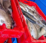 Armada decomisa 430 kilos de trucha en operativo en el Lago Titicaca