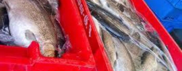 Armada decomisa 430 kilos de trucha en operativo en el Lago Titicaca