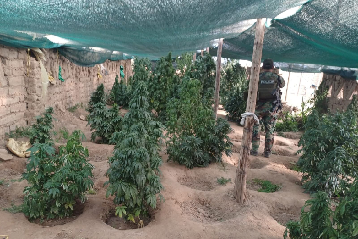 FELCN desbarata 63 viveros de marihuana e incinera 14 Tn en cercanías de Llallagua