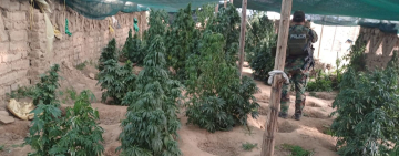 FELCN desbarata 63 viveros de marihuana e incinera 14 Tn en cercanías de Llallagua