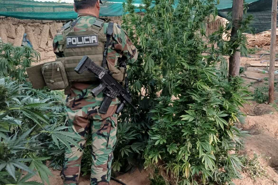 Revelan que plantaciones de marihuana cerca de Llallagua usaban riego financiado en el gobierno de Evo Morales
