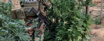Revelan que plantaciones de marihuana cerca de Llallagua usaban riego financiado en el gobierno de Evo Morales
