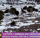 Nevada “moderada” cubre 5 municipios de Potosí y helada afecta a 100 familias del departamento