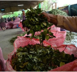 Plan por las familias cocaleras logra precio histórico de Bs50 la libra de coca